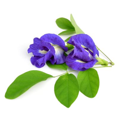 NIEBIESKA HERBATA Klitoria ternatea
