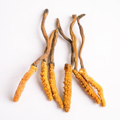 Cordyceps 
