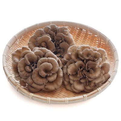 Maitake