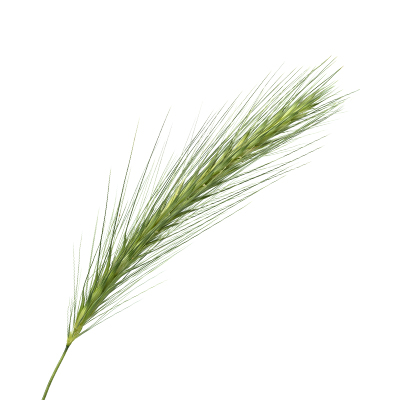 Młody jęczmień