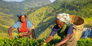 Kraina herbat lub pachnące podróże… Po Sri Lance